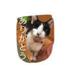 ポタポタノビ1000%（個別スタンプ：38）