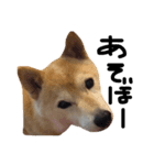 犬と馬が語る（個別スタンプ：1）