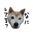 犬と馬が語る（個別スタンプ：3）
