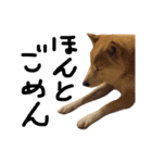 犬と馬が語る（個別スタンプ：4）