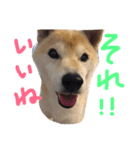 犬と馬が語る（個別スタンプ：6）