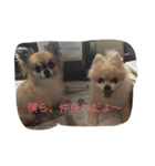 翔ちゃーん（個別スタンプ：7）