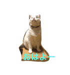 みいちゃんの日常スタンプ（個別スタンプ：3）