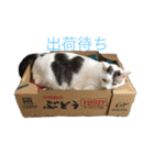 みいちゃんの日常スタンプ（個別スタンプ：7）