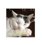 みいちゃんの日常スタンプ（個別スタンプ：10）