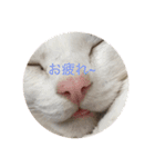 みいちゃんの日常スタンプ（個別スタンプ：13）