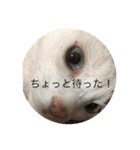 みいちゃんの日常スタンプ（個別スタンプ：14）