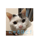 みいちゃんの日常スタンプ（個別スタンプ：26）