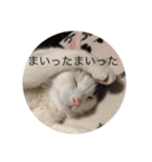 みいちゃんの日常スタンプ（個別スタンプ：28）