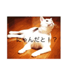 みいちゃんの日常スタンプ（個別スタンプ：29）