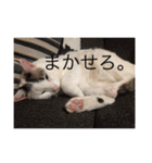 みいちゃんの日常スタンプ（個別スタンプ：30）