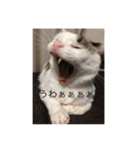 みいちゃんの日常スタンプ（個別スタンプ：31）