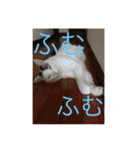 みいちゃんの日常スタンプ（個別スタンプ：32）
