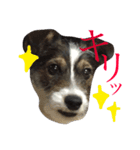 ジャックラッセルテリアのベル太郎さん（個別スタンプ：5）
