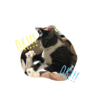 あわし（個別スタンプ：2）