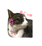 あわし（個別スタンプ：8）