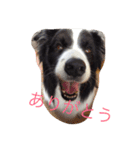 我が家クゥー（個別スタンプ：1）