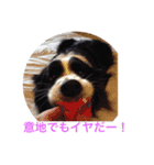 我が家クゥー（個別スタンプ：6）