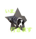 我が家クゥー（個別スタンプ：7）