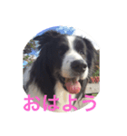 我が家クゥー（個別スタンプ：11）