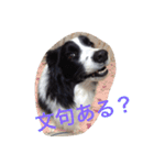 我が家クゥー（個別スタンプ：13）