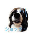 我が家クゥー（個別スタンプ：15）