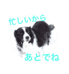 我が家クゥー（個別スタンプ：16）