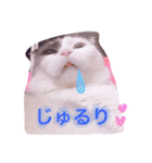 スコティッシュフォールドのチーちゃん2（個別スタンプ：10）