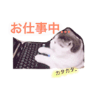 スコティッシュフォールドのチーちゃん2（個別スタンプ：11）
