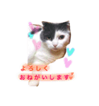 スコティッシュフォールドのチーちゃん2（個別スタンプ：25）