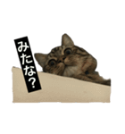 ルークん バージョン2（個別スタンプ：15）