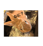 うさぎ M（個別スタンプ：1）