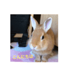うさぎ M（個別スタンプ：2）