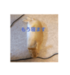 うさぎ M（個別スタンプ：3）