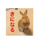 うさぎ M（個別スタンプ：4）