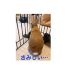 うさぎ M（個別スタンプ：5）