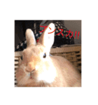 うさぎ M（個別スタンプ：6）