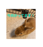 うさぎ M（個別スタンプ：7）