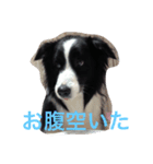 うちのクゥー（個別スタンプ：1）