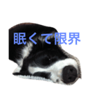 うちのクゥー（個別スタンプ：3）