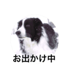 うちのクゥー（個別スタンプ：4）