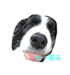 うちのクゥー（個別スタンプ：5）