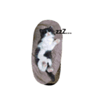 こねこのちび（個別スタンプ：1）