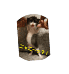 こねこのちび（個別スタンプ：2）