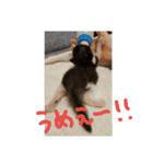 こねこのちび（個別スタンプ：4）