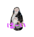 こねこのちび（個別スタンプ：5）