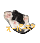こねこのちび（個別スタンプ：6）