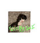 こねこのちび（個別スタンプ：7）