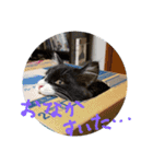 こねこのちび（個別スタンプ：8）