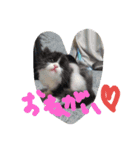 こねこのちび（個別スタンプ：11）